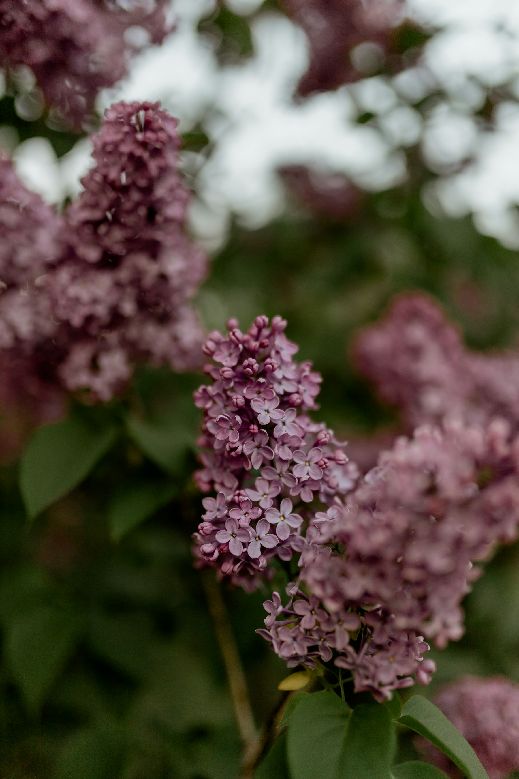 Lilac blossoms in soft spring light
